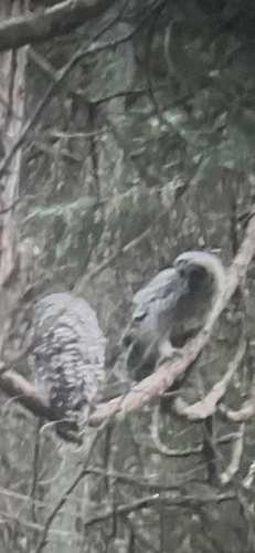 Barred Owl observed by tao