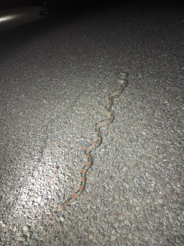 Long-nosed Snake