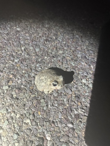 Couch's Spadefoot