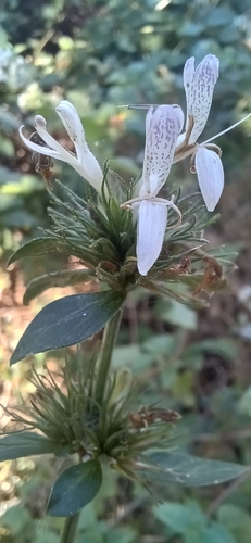 ribbon plant