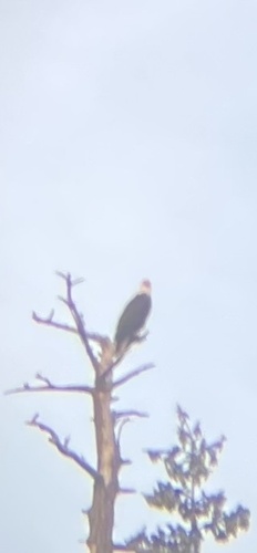 Bald Eagle observed by tao