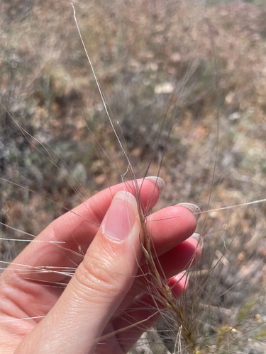 burrograss