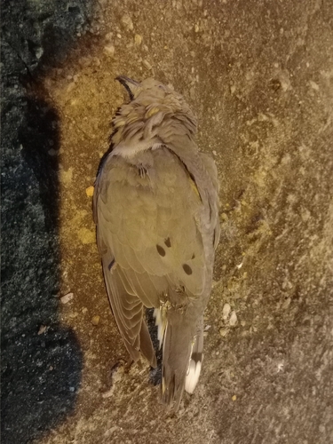 Eared Dove