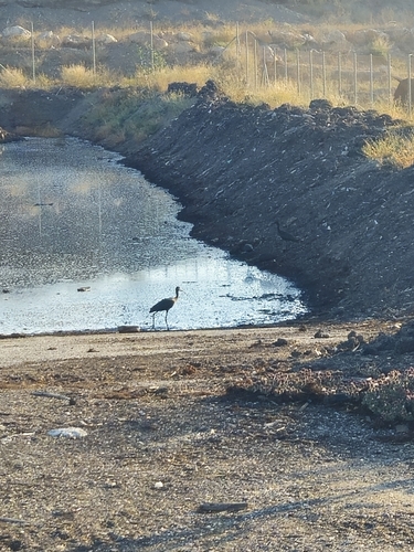 Glossy Ibis
