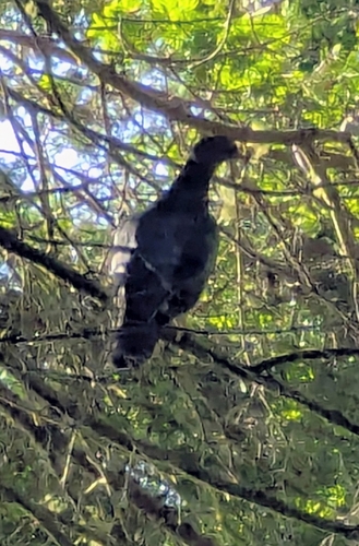 Band-tailed Pigeon observed by rainy37
