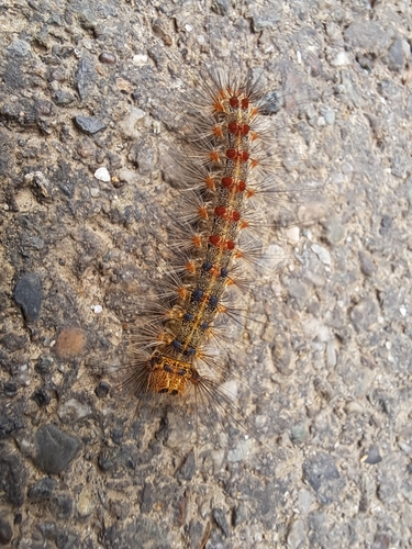 Spongy Moth