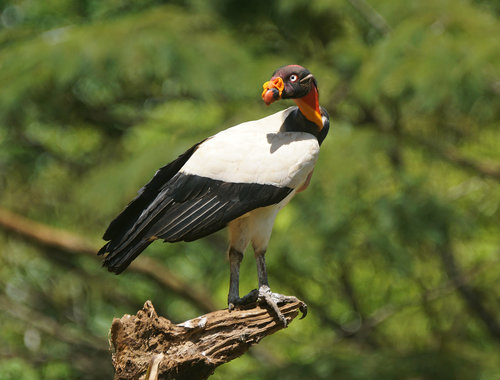 King Vulture