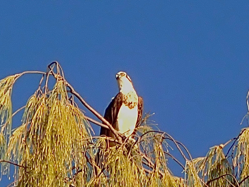 Osprey observed by limegreenwombat