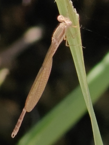 Common Winter Damselfly