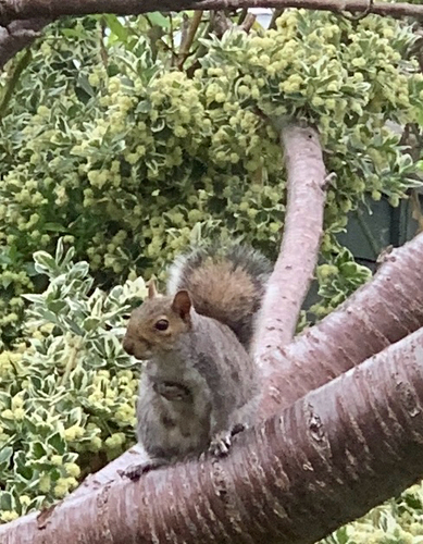 Eastern Gray Squirrel observed by paula1155
