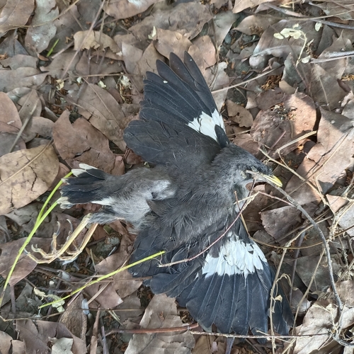 Javan Myna