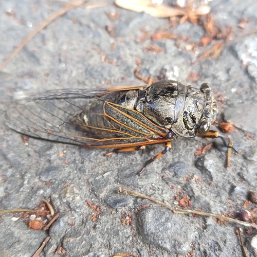 Eastern horse cicada
