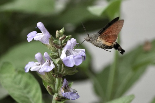 Eurasian Hummingbird Hawkmoth