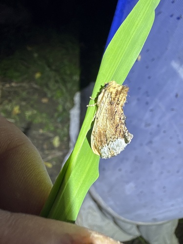 Maple Prominent