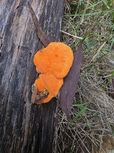 orange pore fungus