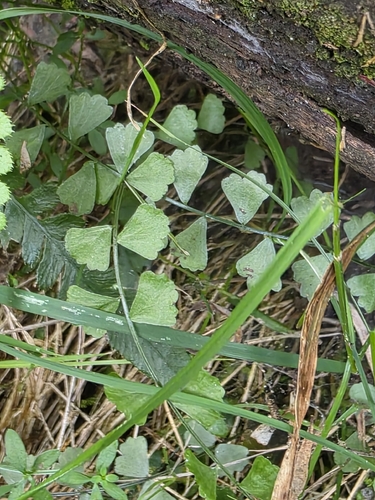 Necklace Fern