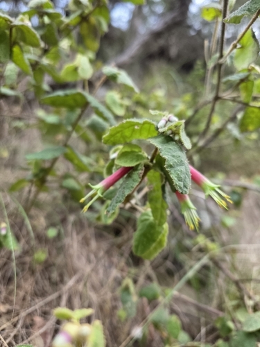 Common Correa