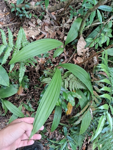 Calanthe densiflora