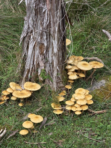 Australian honey fungus