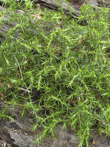 prickly starwort