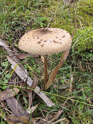 Graceful Parasol