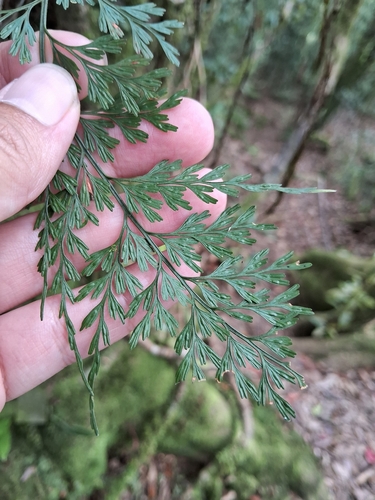 Asplenium wilfordii