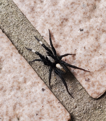 Arctosa ipsa