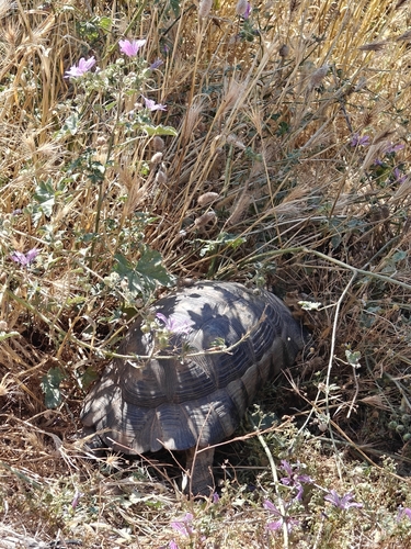 Marginated Tortoise