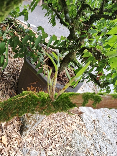Japanese Stone Orchid