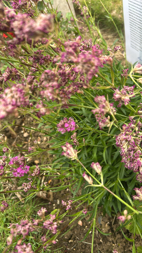 Sticky Catchfly
