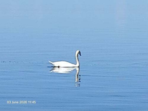 Mute Swan observed by felicita1