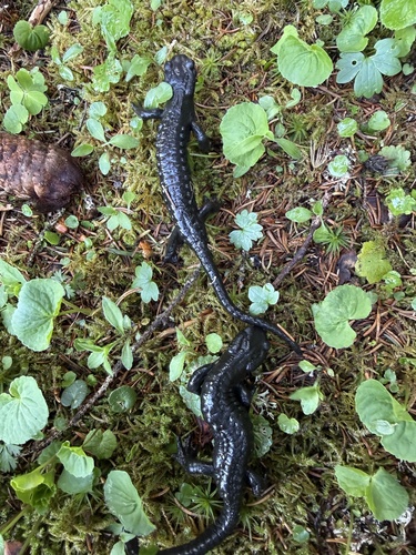 Alpine Salamander