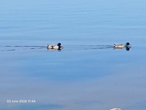 Holarctic Mallard observed by felicita1