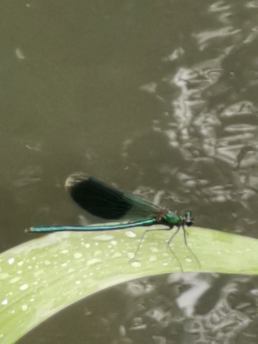 Banded Demoiselle