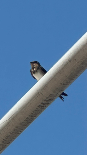 Barn Swallow observed by ledaz