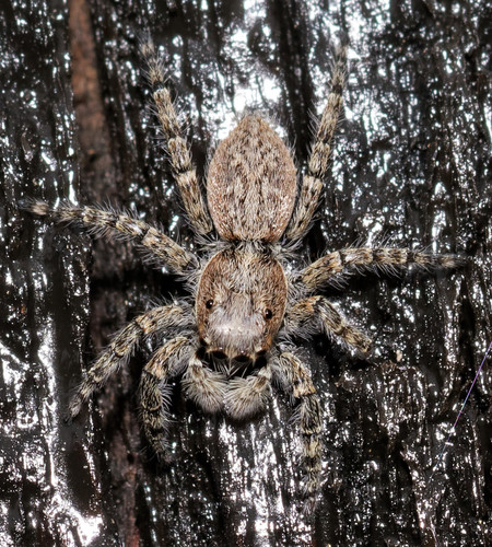 Menemerus taeniatus