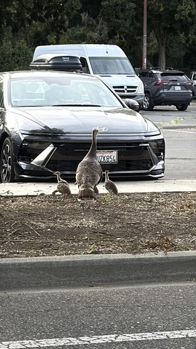 Wild Turkey observed by hysterical_mess