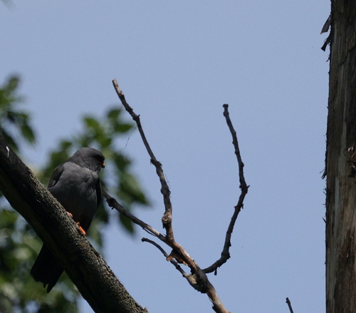 Red-footed Falcon