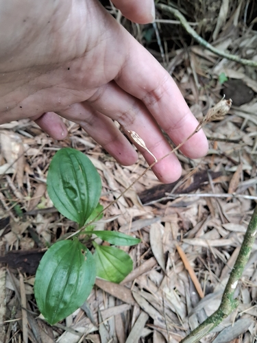 Pantropical Widelip Orchid