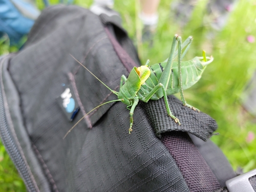 Bull Bush-cricket