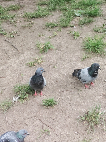 Rock Pigeon observed by polinatymkiv
