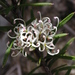 Grevillea australis - Photo (c) Brian Catto, todos os direitos reservados, uploaded by Brian Catto