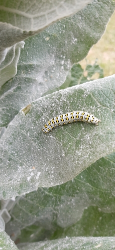 Mullein Moth