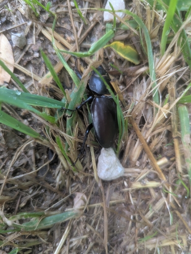 European Stag Beetle