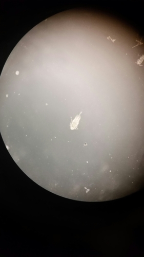 Diacyclops thomasi