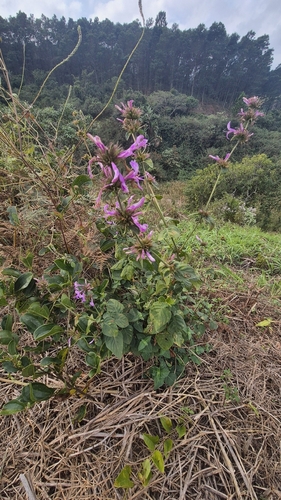 ribbon plant