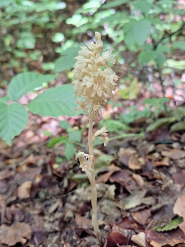 bird's-nest orchid