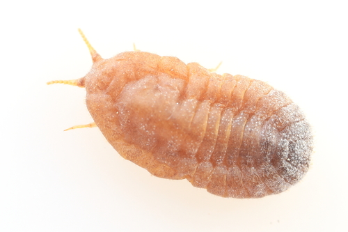 Family Xylococcidae · iNaturalist