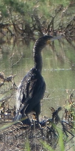 Great Cormorant