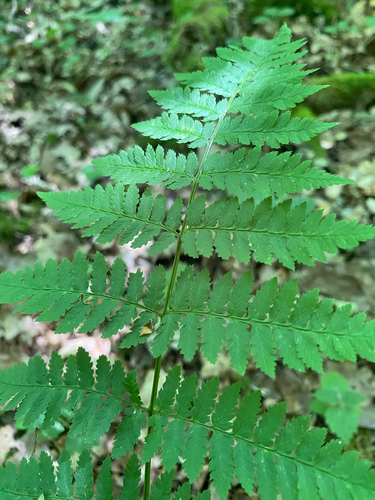 spinulose wood fern